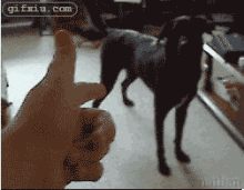 配合手指装死的狗狗 动物装死搞笑图片(点击浏览下一张趣图)