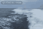海豚冲浪相撞  海豚动态图片(点击浏览下一张趣图)
