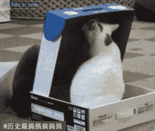 盒子里的猫 搞笑小猫图片(点击浏览下一张趣图)