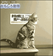 站立的猫(点击浏览下一张趣图)