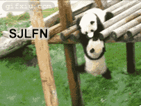 使坏的熊猫兄弟 熊猫搞笑图片(点击浏览下一张趣图)