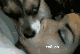 美女与狗激吻 动态动物图片(点击浏览下一张趣图)