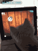 可爱小猫玩电脑游戏 可爱小猫图片(点击浏览下一张趣图)