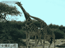 长颈鹿打架 搞笑动物图(点击浏览下一张趣图)