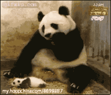 搞笑的熊猫妈妈生怕压到熊猫宝宝 熊猫搞笑表情图片(点击浏览下一张趣图)