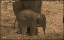 大象也会以大欺小啊 动物搞笑动态图片(点击浏览下一张趣图)