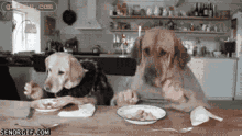你能看出是人还是狗在吃饭吗 搞怪雷人动态图片(点击浏览下一张趣图)