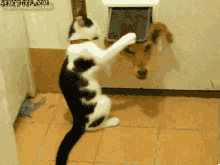 偷窥小猫的狗被玩耍 可爱的动态图片(点击浏览下一张趣图)