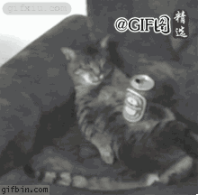 喝继续喝 小猫喝啤酒喝醉了(点击浏览下一张趣图)