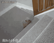 可爱的小狗上楼梯(点击浏览下一张趣图)