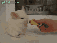 可爱的小老鼠吃东西 可爱的动物图片(点击浏览下一张趣图)