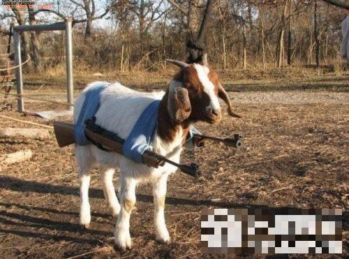 全副武装的山羊搞笑动物图片(点击浏览下一张趣图)