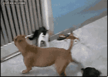 勇敢的小猫恶斗两条凶狗 搞笑动物图片(点击浏览下一张趣图)