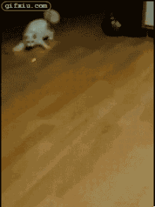 扑捉激光的可爱猫咪 动物搞笑图片(点击浏览下一张趣图)