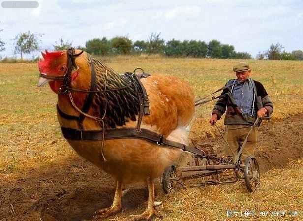 偌大的公鸡帮农民犁地 超级搞笑动态图片(点击浏览下一张趣图)
