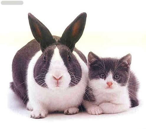 兔子猫咪傻傻分不清楚(点击浏览下一张趣图)