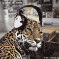 听着动感音乐摇摆的花豹 搞笑动物动态图片(点击浏览下一张趣图)
