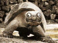超大恶搞的大乌龟吓人动态图片(点击浏览下一张趣图)