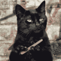 修指甲的黑猫 动物搞笑动态图片(点击浏览下一张趣图)