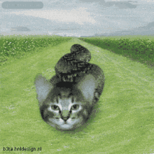 蛇身猫头的猫蛇(点击浏览下一张趣图)