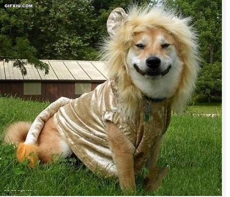 狗狗穿上狮子的外套(点击浏览下一张趣图)