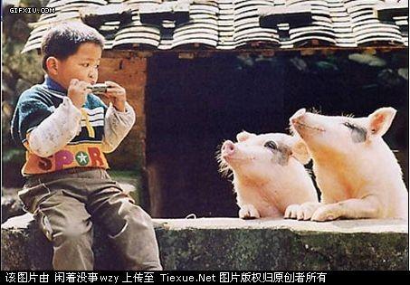 贫穷小孩子吹口琴猪猪竟然能聆听(点击浏览下一张趣图)