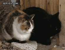 两只摇头的小猫(点击浏览下一张趣图)