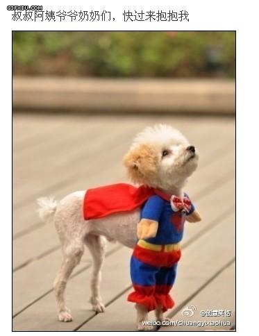 超级可爱的超人狗(点击浏览下一张趣图)