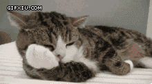 贪睡懒惰的小猫舔舌头(点击浏览下一张趣图)