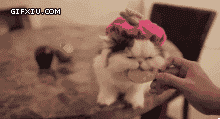 扎头巾的小猫(点击浏览下一张趣图)