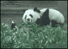 动物园可爱的熊猫翻跟头(点击浏览下一张趣图)
