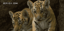 两只可爱的老虎宝宝(点击浏览下一张趣图)