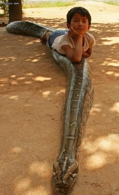 可以让小孩爬在身上的大蟒蛇(点击浏览下一张趣图)