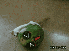 啃西瓜的小猫(点击浏览下一张趣图)