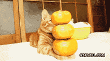 小猫吃柿子(点击浏览下一张趣图)