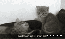 两只可爱的小猫：早防备你这手了，小样(点击浏览下一张趣图)