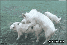 动物世界性行为大全：各种动物性爱交配图片(13)(点击浏览下一张趣图)