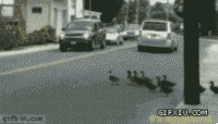看下汽车给小鸭子们让路(点击浏览下一张趣图)