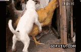 小狗把鸡给强奸了后续版(点击浏览下一张趣图)