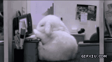 晕倒的小白兔(点击浏览下一张趣图)