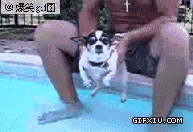 在空中游泳的哈巴狗(点击浏览下一张趣图)