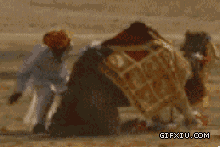 搞笑的印度阿三被骆驼给踢了一脚(点击浏览下一张趣图)
