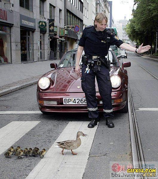 美女警察给鸭子一家大小让路(点击浏览下一张趣图)