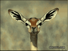 嘴巴不停的嚼食物的小鹿(点击浏览下一张趣图)