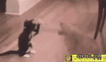 大猫欺负小猫，小猫的动作超级搞笑(点击浏览下一张趣图)