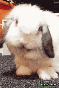 在吃东西的好可爱的兔子(点击浏览下一张趣图)