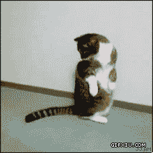 搞笑可爱的小猫抓自己的尾巴翻跟头(点击浏览下一张趣图)