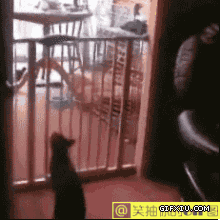 搞笑的小猫翻栏杆失败(点击浏览下一张趣图)