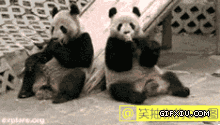 搞笑的两个熊猫吃东西：亲，我的吃完了，把你的给我点吧？” “边儿去…….gif(点击浏览下一张趣图)