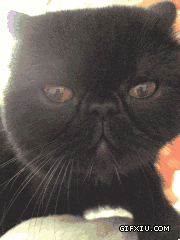 搞笑的黑色小猫也会鄙视人：说我脸大……鄙视你！恨你！鄙视你！！.gif(点击浏览下一张趣图)